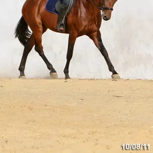 лошадь на продажу,  жеребчик МОЛИБДЕН 2009г.р.