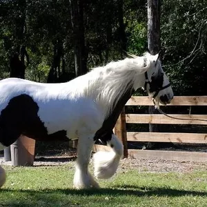 чистая порода лошадей gypsyvanner на продажу