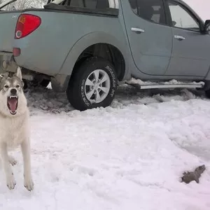 Потеряна собака! Белая лайка с коричневыми пятнами! Ошейник зеленый!