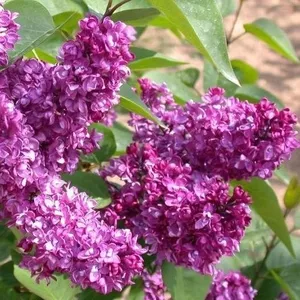 Сирень (лат. Syringa vulgaris),  саженцы сирени,  деревья Алматыт