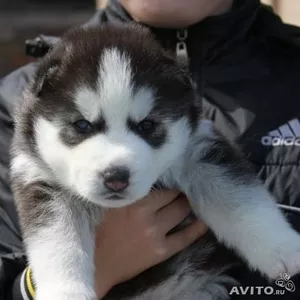 Щенки сибирский хаски