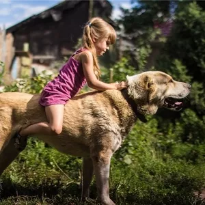 Щенки САО (тобет)