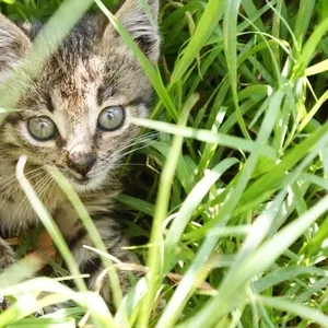 Котята от крысоловки в частный дом