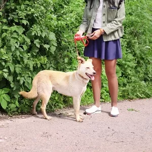 Джой отдается в добрые руки 