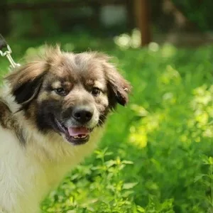 Ищет заботливых и любящих хозяев очаровательный пес Бим. 